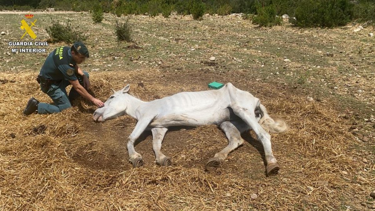 Els agents van trobar un cavall desnutrit i en mal estat en un finca de Roquetes.