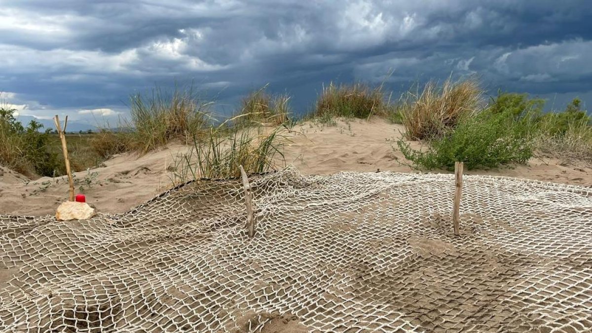 Se localiza en el delta del Ebro el primer nido de tortugas bobas de la temporada en la costa catalana