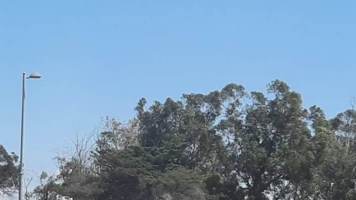 La pareja de cigüeñas en la rotonda de entrada en la Pineda.