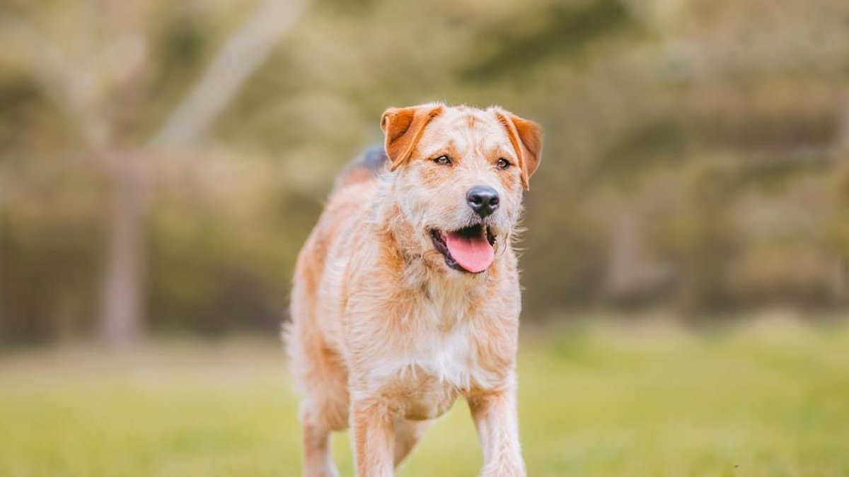 La gossa de raça 'border terrier' va recorre una disància que