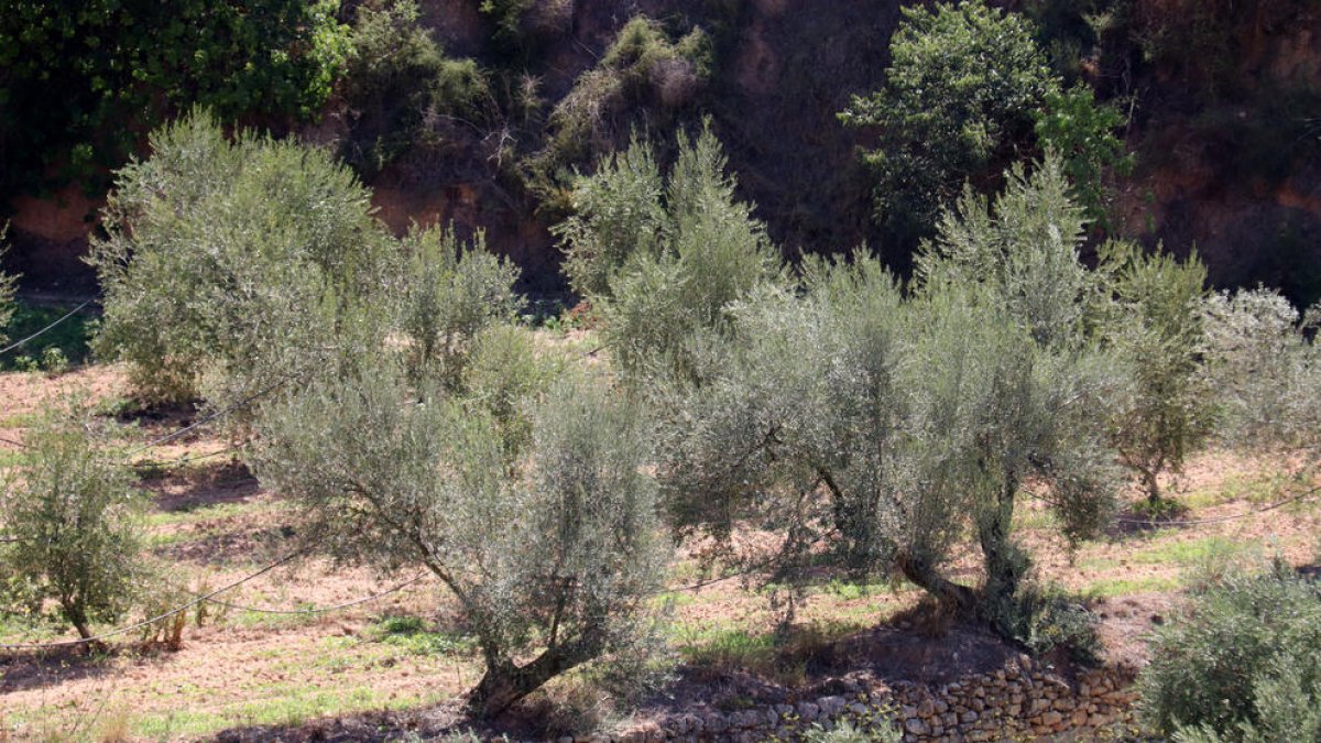 Oliveres situades als peus del Montsant, a Cabacés.