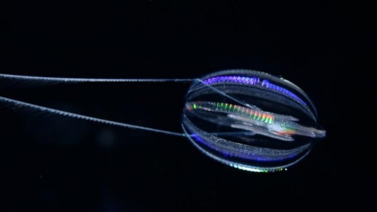 Imagen de las medusas peine.