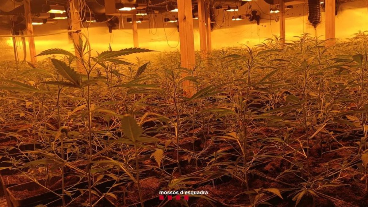 Plantes de marihuana localitzades a l'interior del mas de Vinyols i els Arcs.