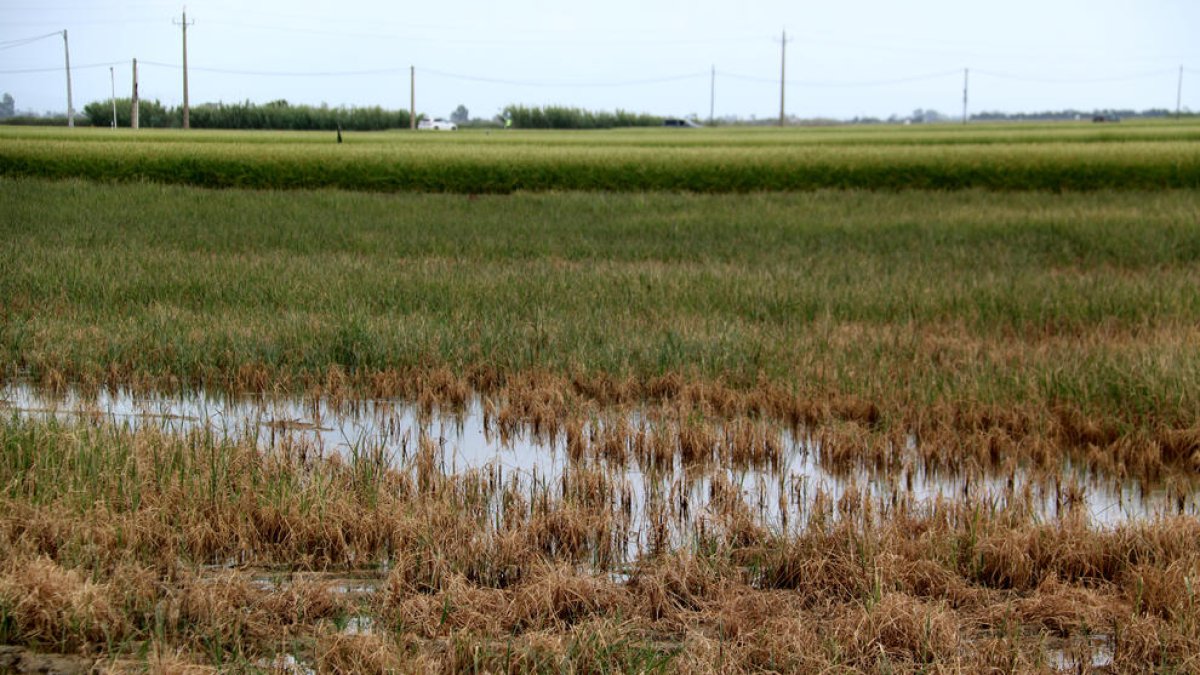 Espigas de arroz secas por la salinidad al Delta, ante otros cuadros que resisten y donde las espigas han crecido.