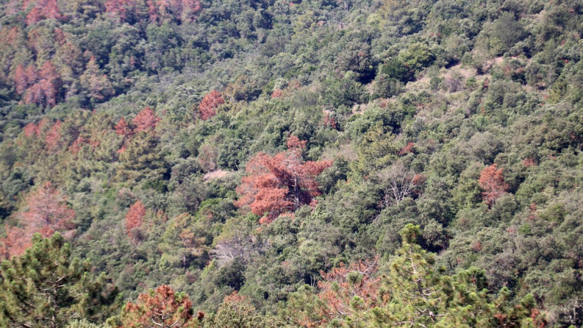 Alguns dels pins afectats per la plaga al Paratge Natural de Poblet.