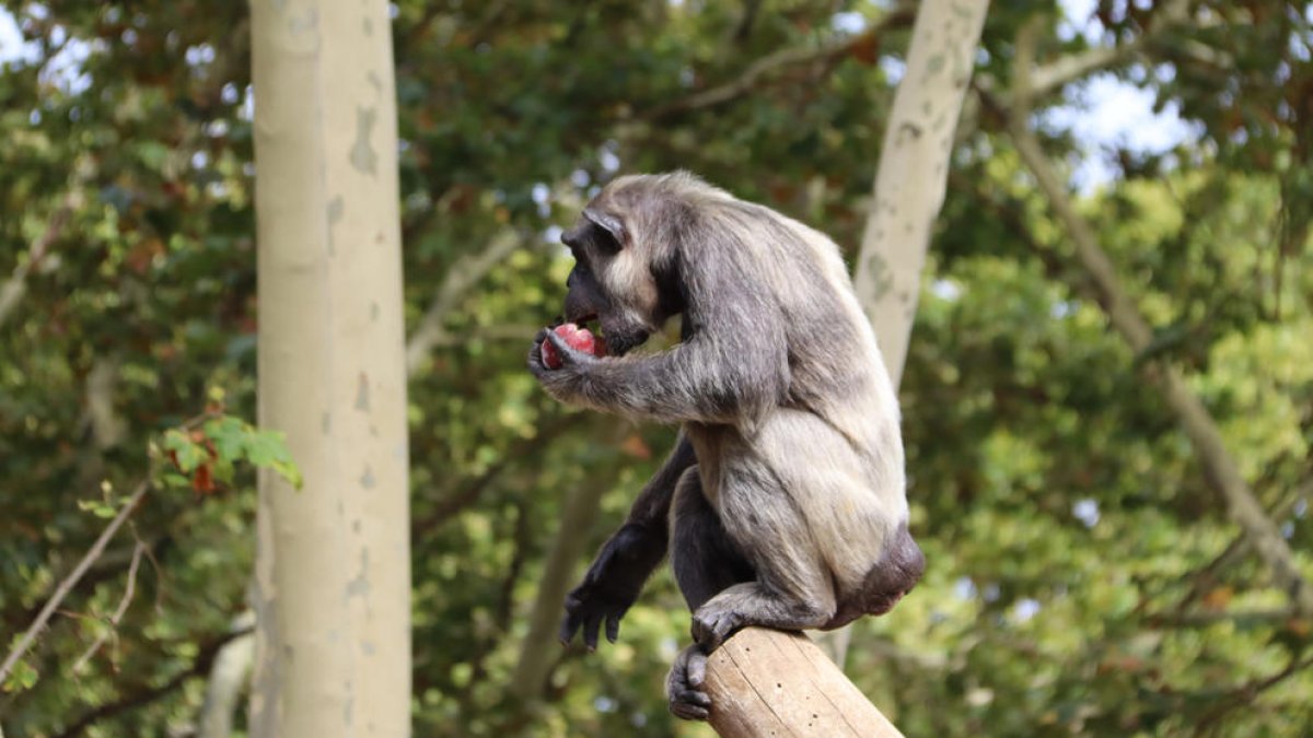 Un dels ximpanzés del Zoo de Barcelona, amb el gelat de fruites i verdures que els conservadors han incoroporat a la dieta.