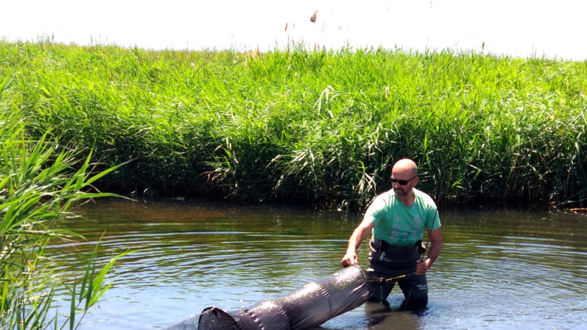 Mostreig per detectar la presència de granota toro al Delta de l'Ebre.