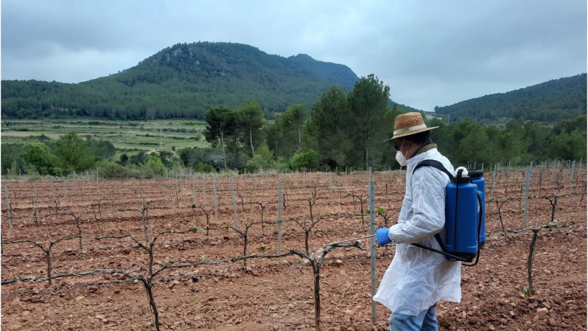 Un operari aplica un producte per protegir la vinya dels cabirols en una finca del Baix Penedès.