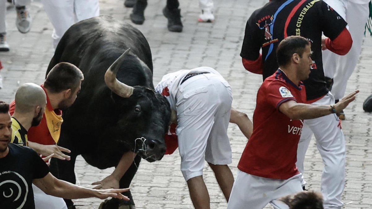 Un mosso s'enreda amb un dels toros durant el setè 'encierro'.