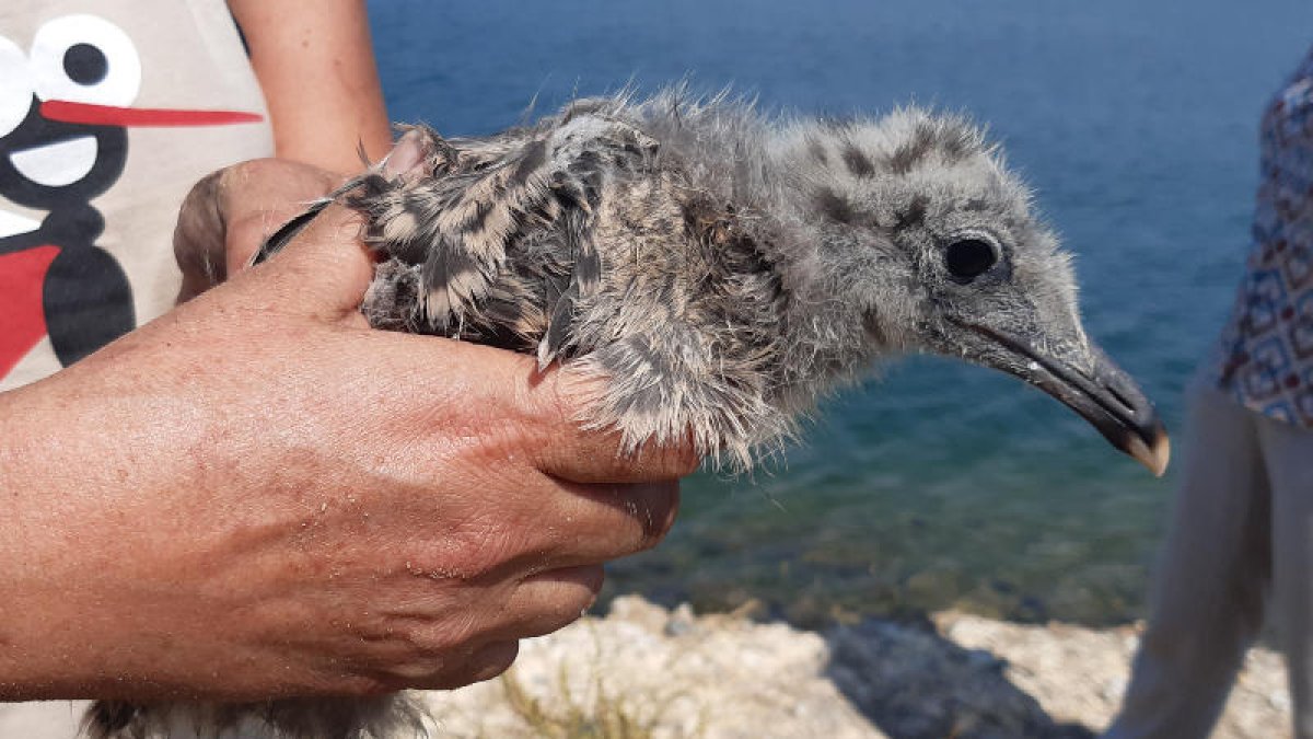 Imagen de un ejemplar de gaviota de Audouin.