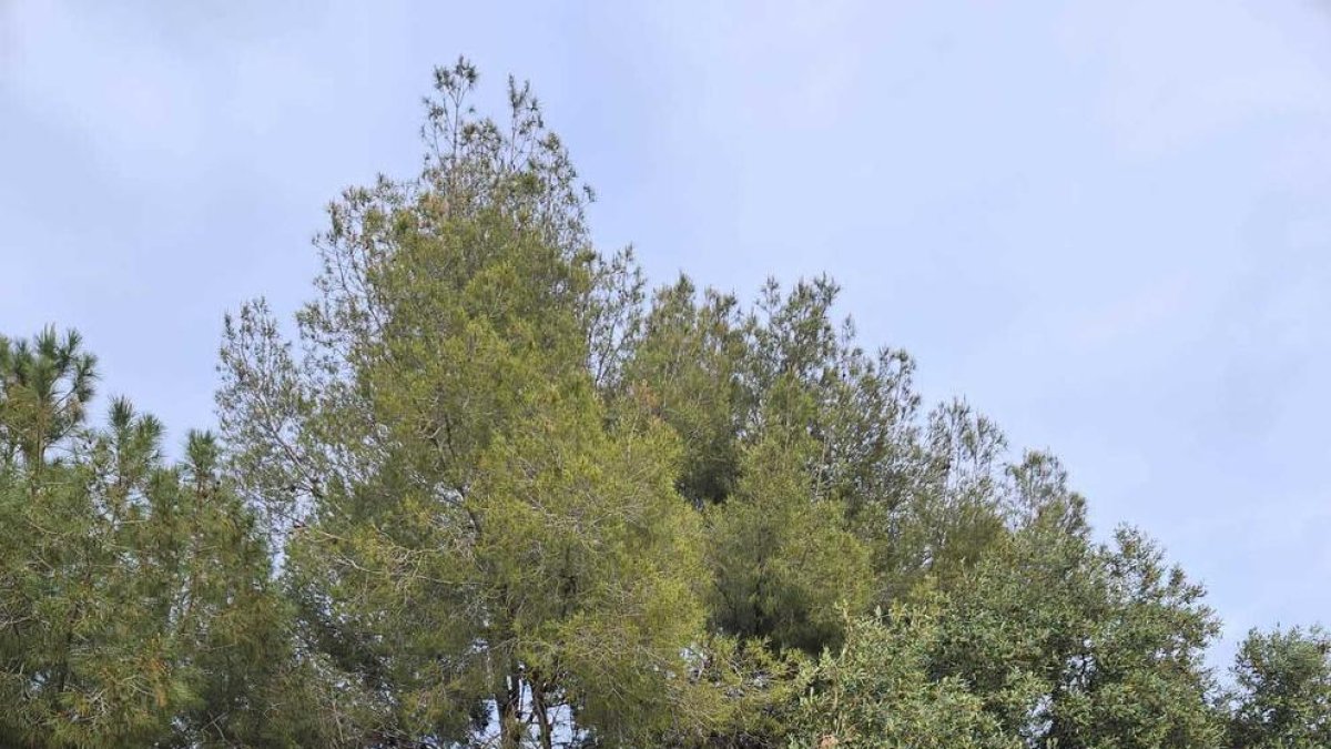 Imagen del parque Montserrat Garriga, que será el centro neurálgico de la Fiesta del Medio Ambiente.