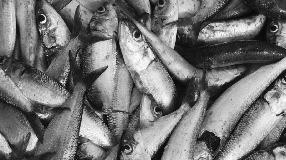 Imatge de sardines de Tarragona, una espècie amenaçada per la pujada de la temperatura de l'aigua del Mediterrani.