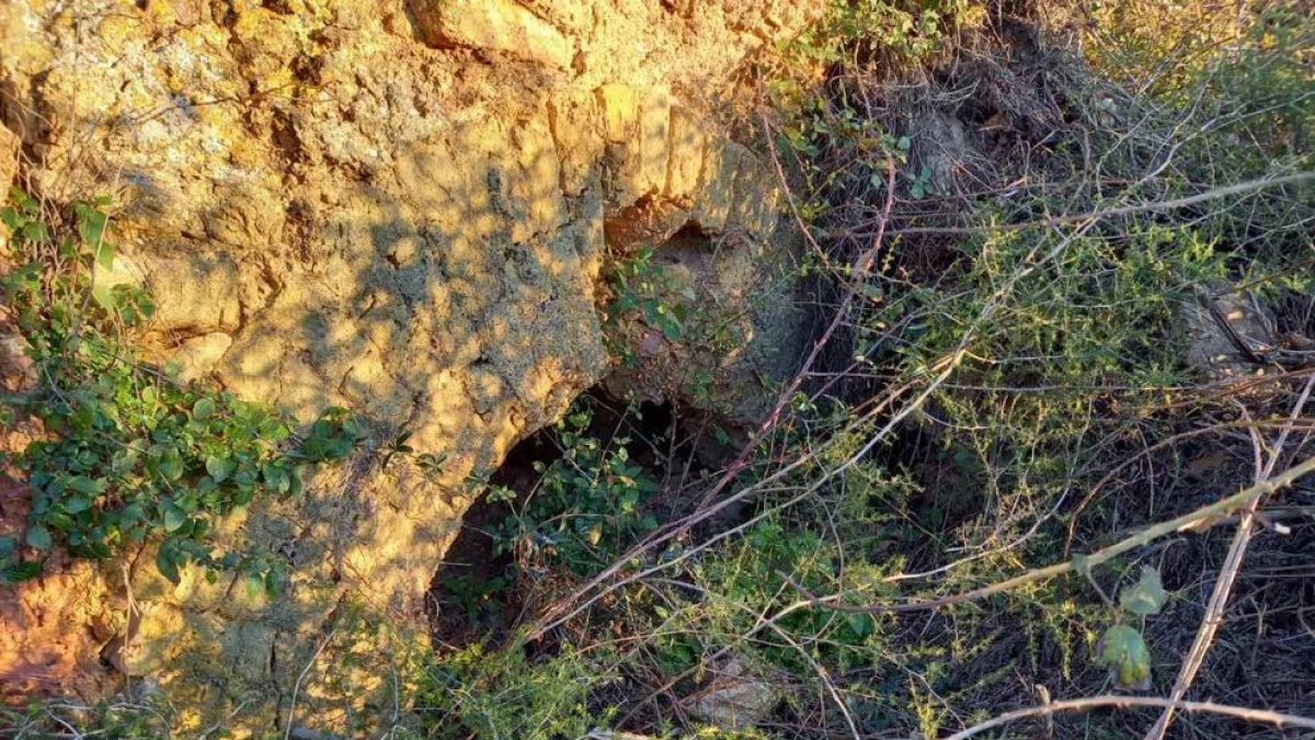 Estat actual del forn romà de la partida de la Buada, envoltat d'herbes.