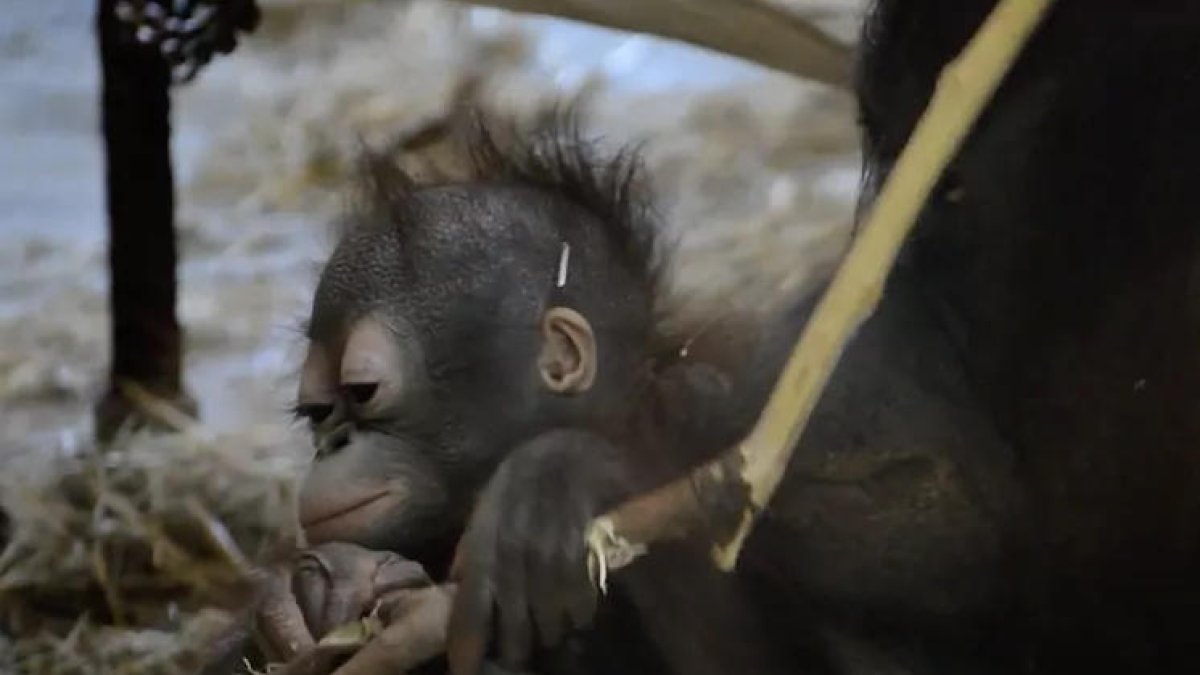 Imatge d'una cria d'orangutan.