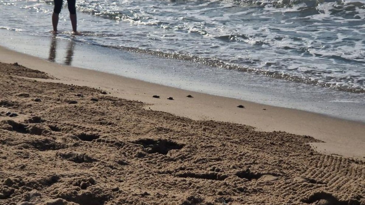 Quatre de les tortugues que han nascut aquest dijous arribant al mar.