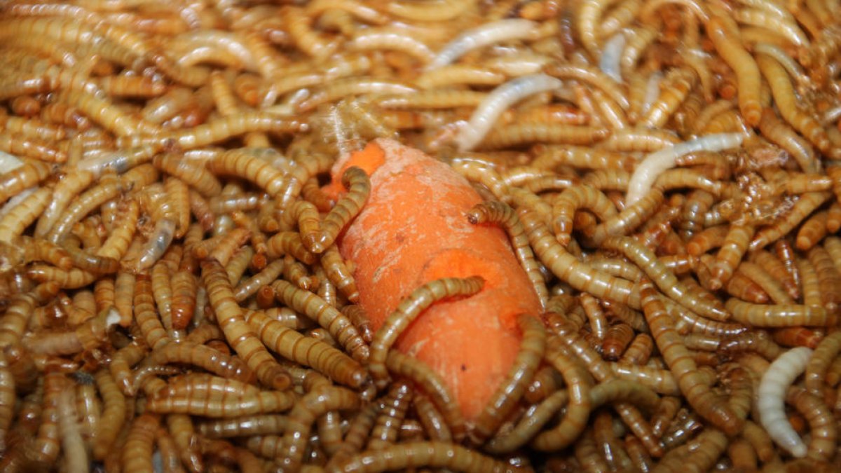 Larvas de la empresa Iberinsect comiendo una zanahoria.