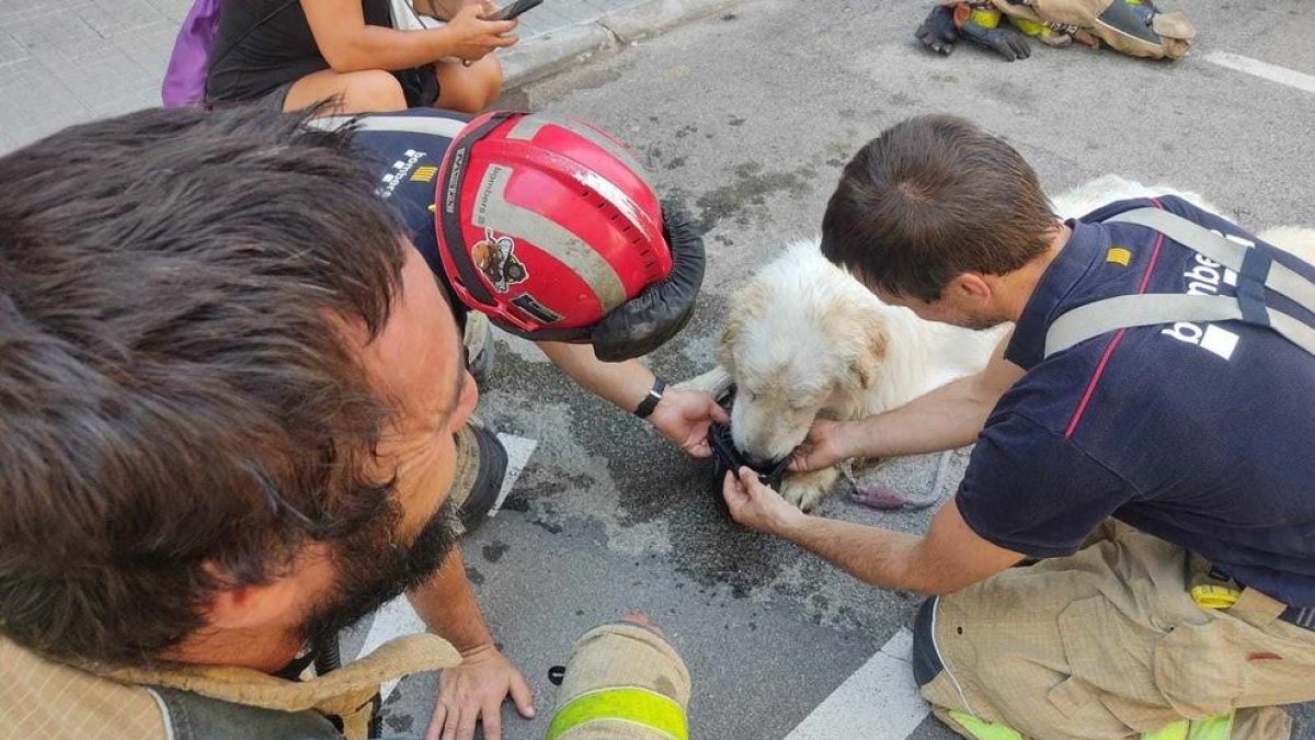 Bombers assistint l'animal un cop rescatat.