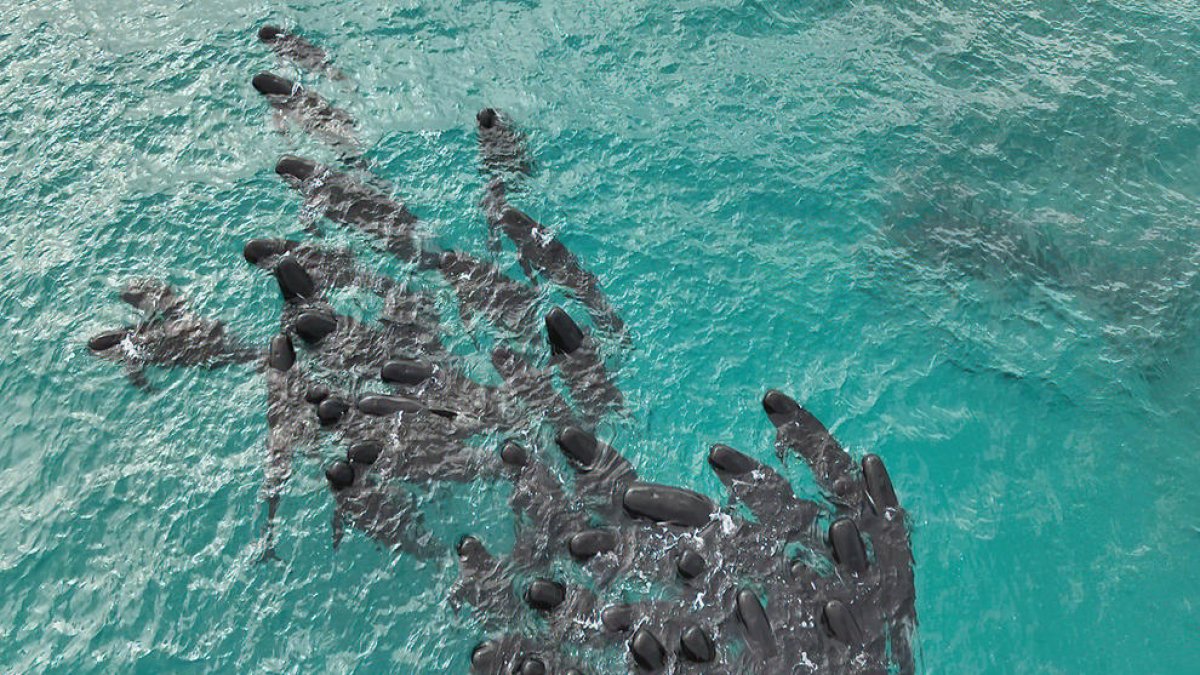 Al menos 51 ballenas piloto de aleta larga murieron anoche tras quedar varadas en la remota playa Cheynes, en el suroeste de Australia