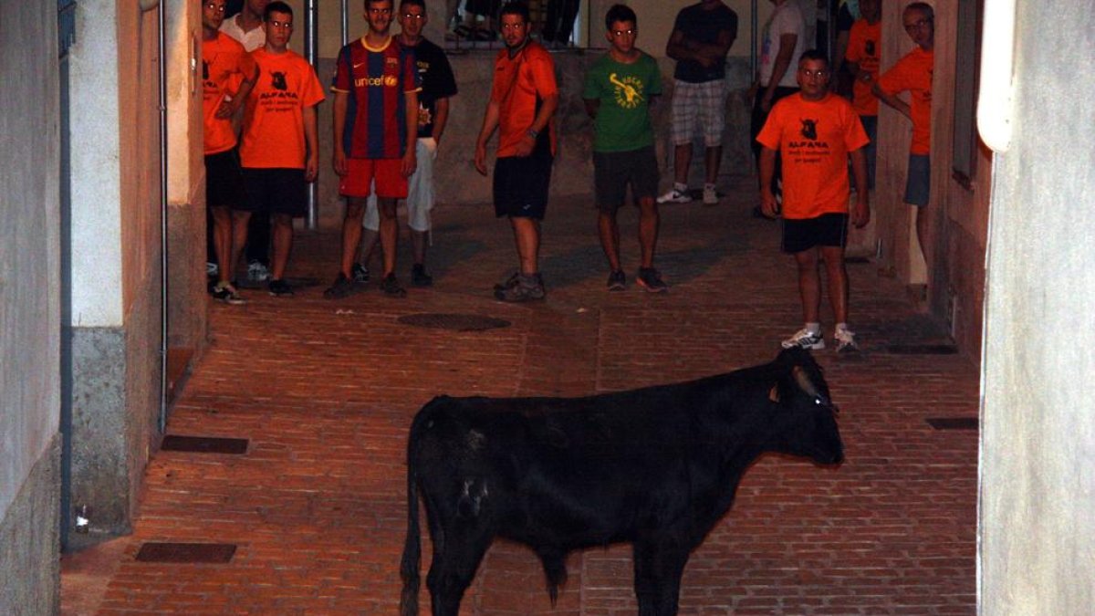 Moment dels correbous d'aquest dissabte a Alfara de Carles on els participants han lluit samarretes on es reivindicava la tradició taurina del poble.