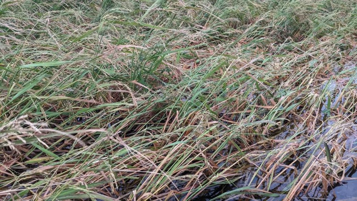 Las granizadas en el delta del Ebro causan pérdidas del 50% en la cosecha de arroz