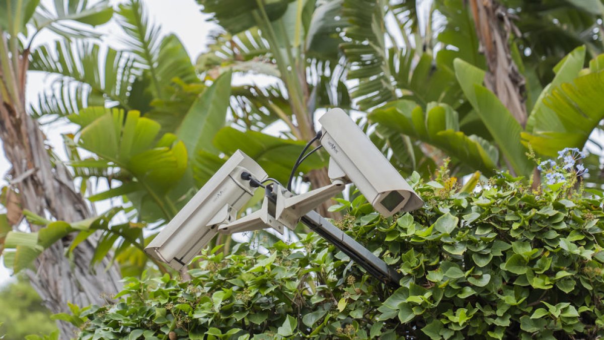 Imatge d'arxiu d'un equip de videovigilància a Cala Romana amagat entre la vegetació.