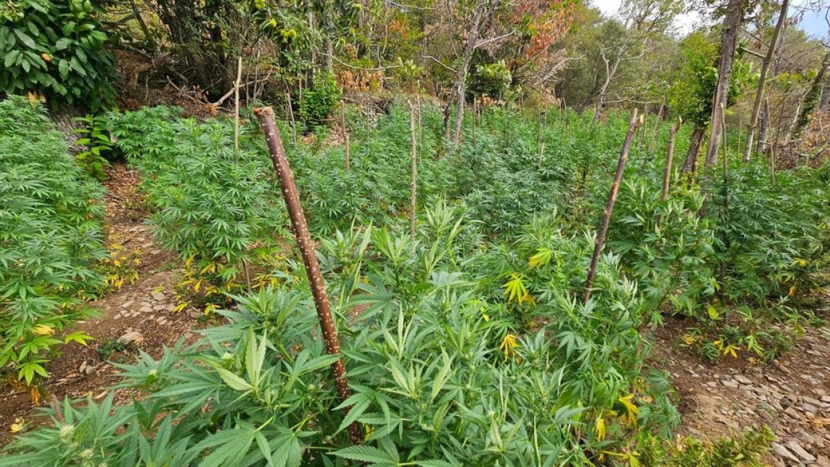 Imatge de la plantació de marihuana desmantellada a Prades.