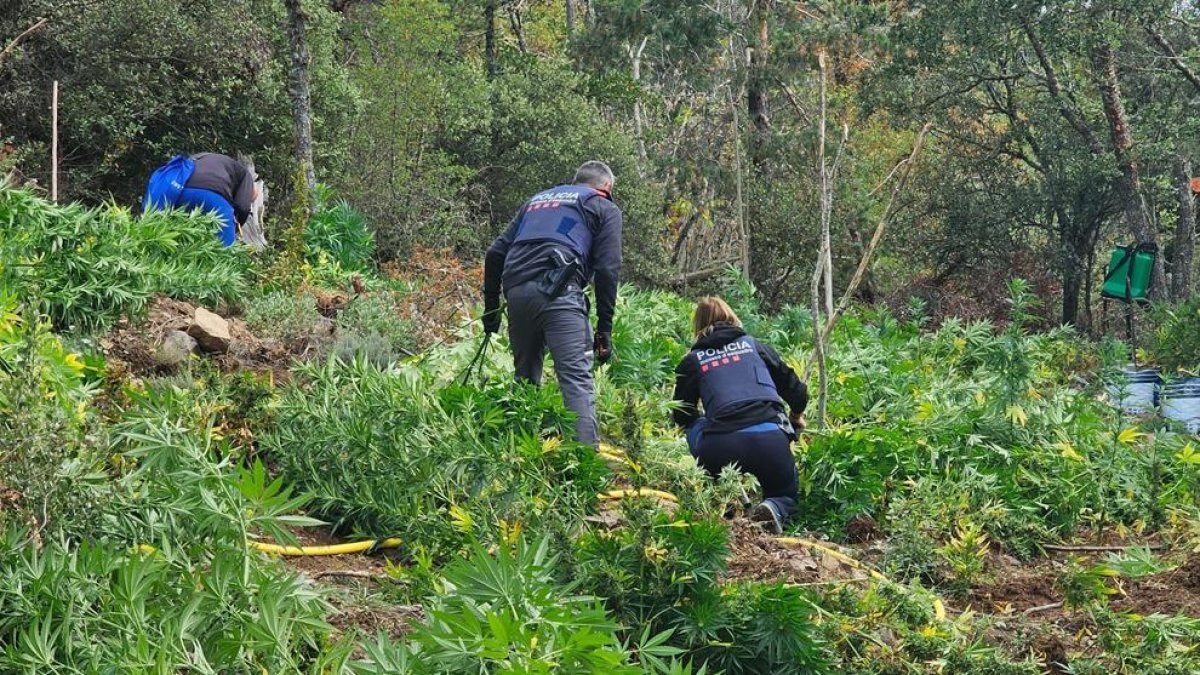 Els Mossos a la plantació de Prades.