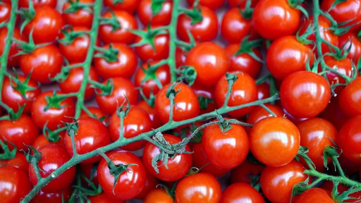 Alerten d'un brot de salmonel·la en els tomàquets cherry que afecta ja un centenar de persones