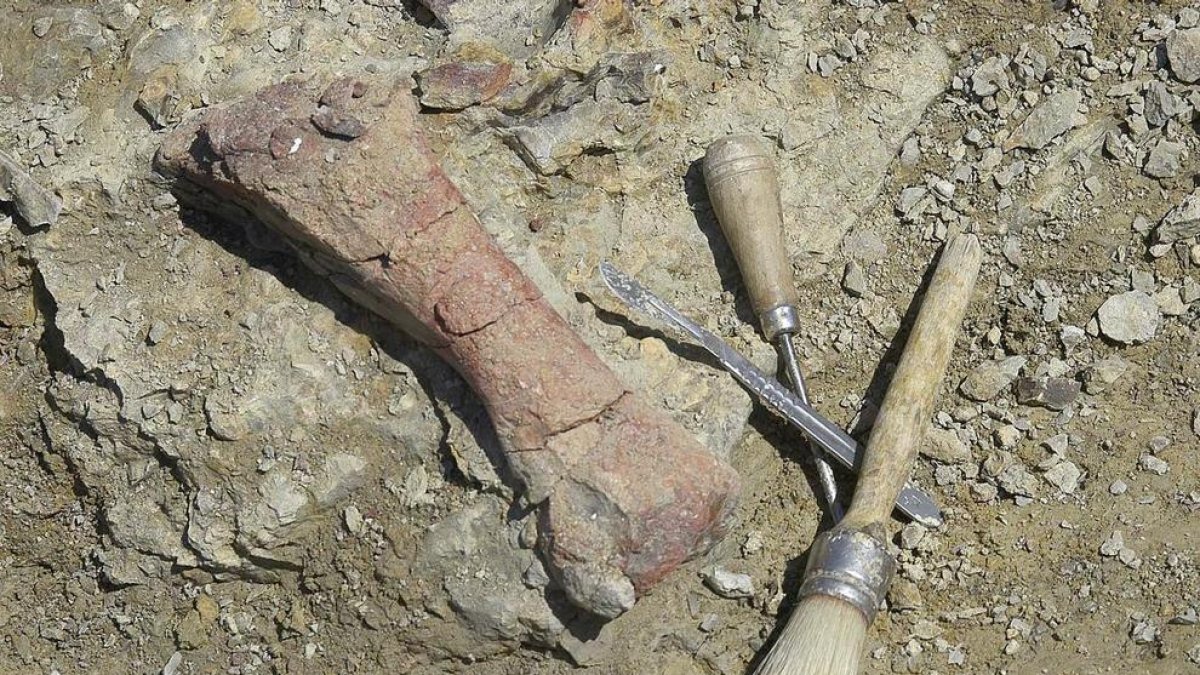 Los restos de elefantes hallados en el polígono de La Atalayuela.