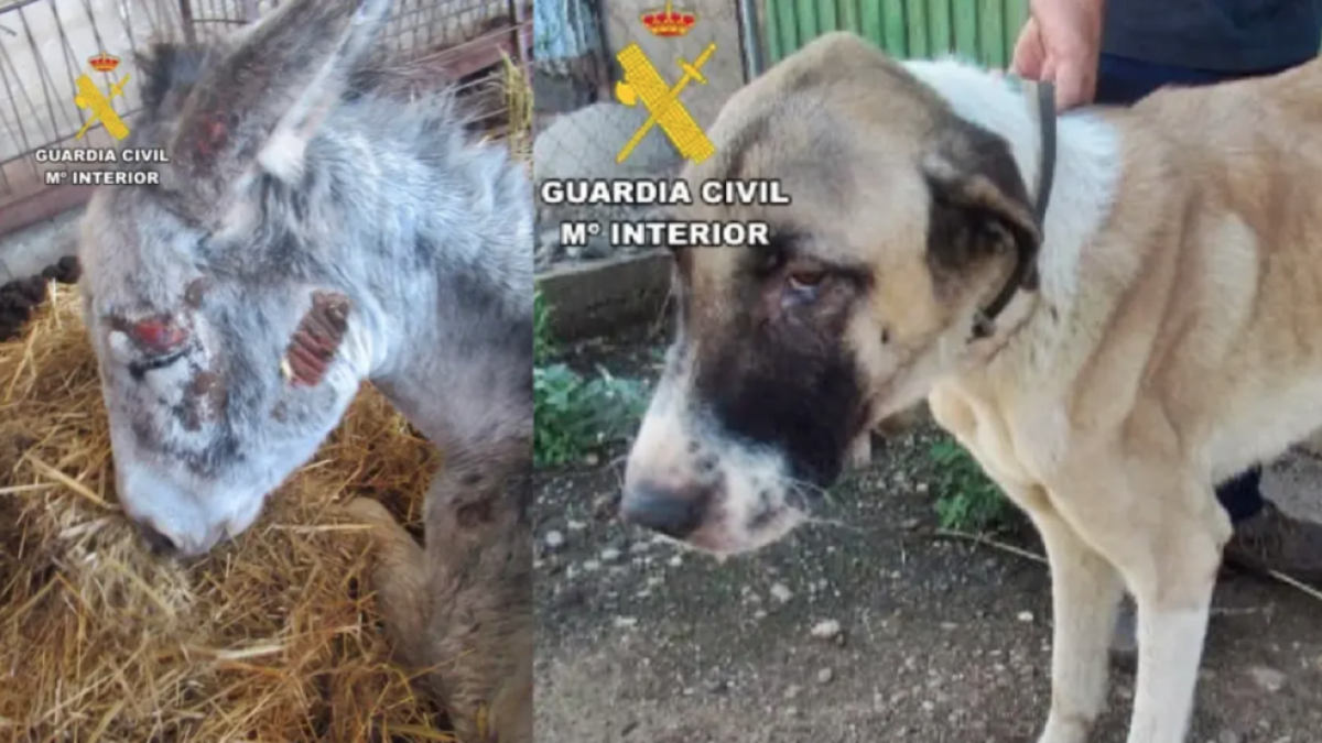 Un asno y un perro encontrados en La Nava de Santiago en muy malas condiciones.