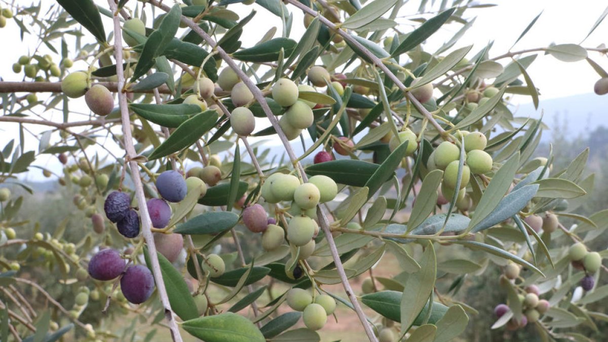 Olives en una branca abans de ser collides.