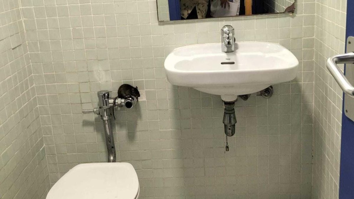 Imatge d'un dels lavabos del centre quan un treballador es va trobar una rata a la cisterna.