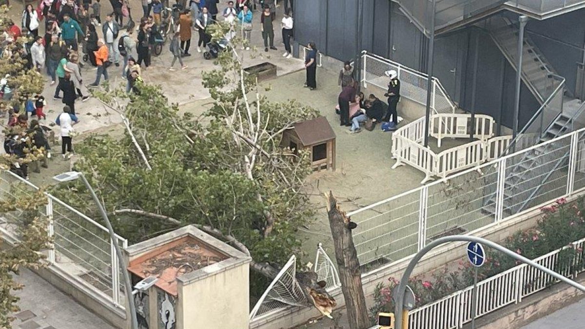 Imatge d'un arbre caigut al pati de l'escola 30 Passos del barri de la Sagrera de Barcelona.
