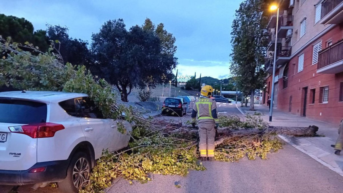 Un arbre caigut a causa del temporal de vent a Barcelona.