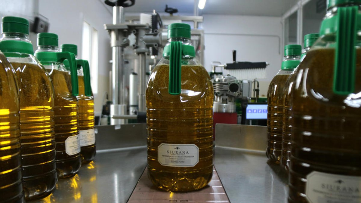 Garrafas de aceite de oliva virgen extra de la cooperativa de La Palma d'Ebre acabadas de envasar.