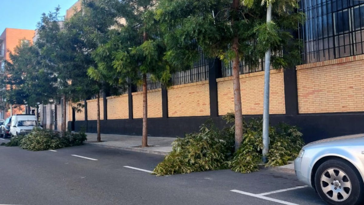 Branques caigues al barri de Ferreries de Tortosa per les fortes ratxes de vent d'aquest dijous.