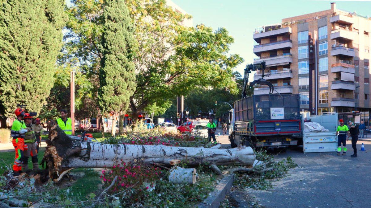 Imatge de l'arbre caigut a la plaça Imperial Tarraco de Tarragona.