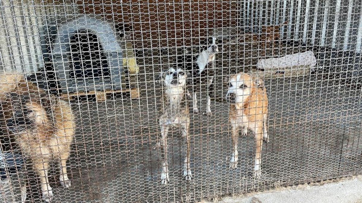 Imagen de algunos de los perros abandonados a la Asociación Protectora de Animales de Tarragona.