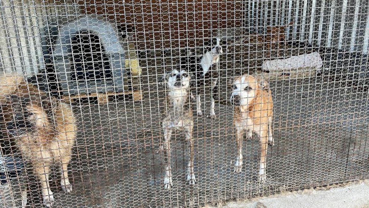 Imatge d'alguns dels gossos abandonats a l'Associació Protectora d'Animals de Tarragona.