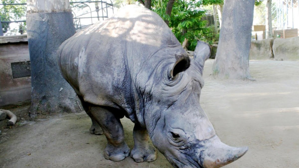 El rinoceront Pedro al Zoo de Barcelona.