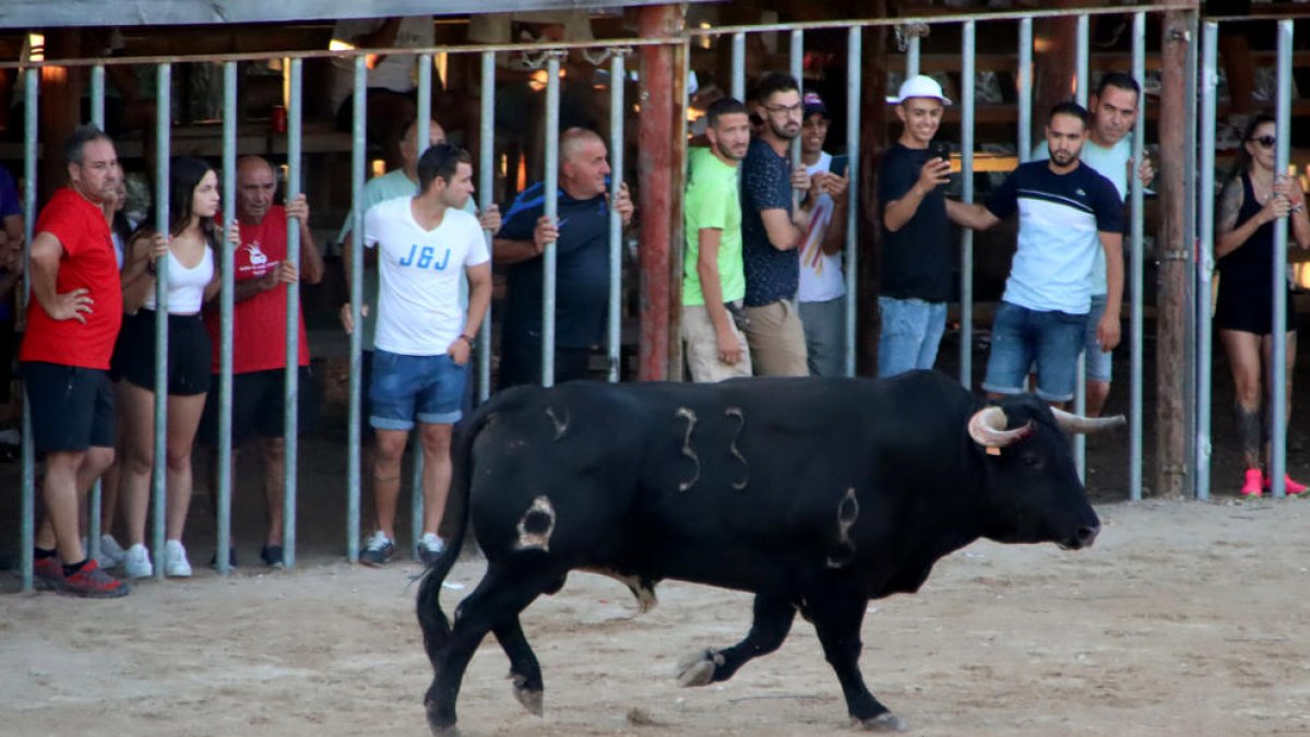 Un bou als correbous de l'Aldea.