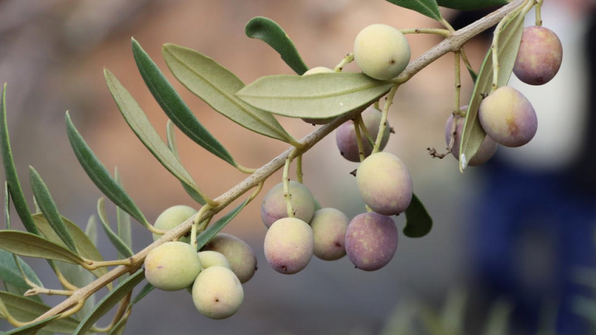 Olives en una branca abans de ser collides, a Vimbodí i Poblet.