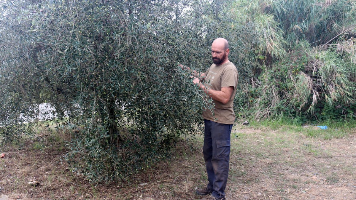 Sergi Claramunt revisant les oliveres d'una de les seves finques, després de patir un robatori.