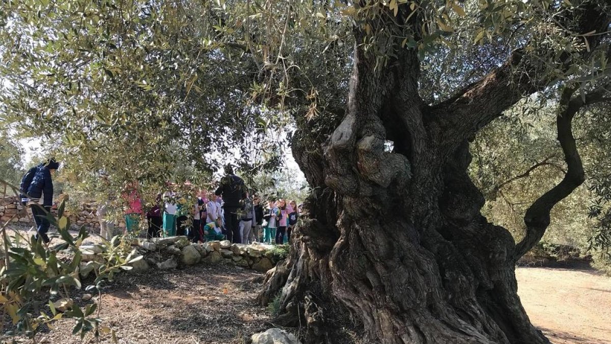 Es podran conèixer les oliveres mil·lenàries del poble.