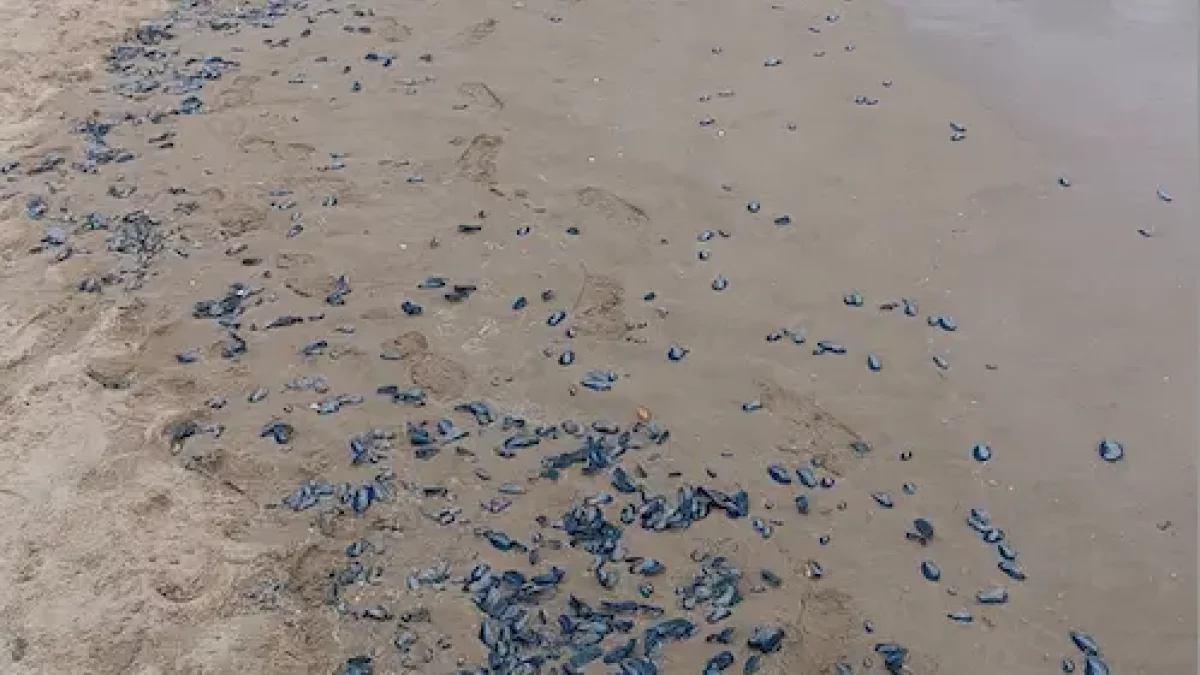 Les velelles omplen la sorra de la platja Llarga de Tarragona.