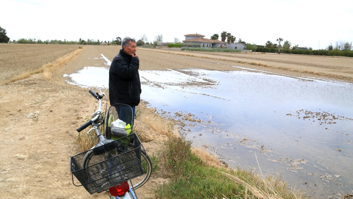 Ramon Vila, pagès de Deltebre, observa com s'inunda el seu camp d'arròs.