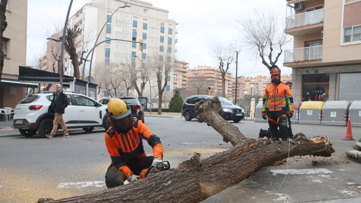 Dos operaris talant un arbre al carrer Ramon i Cajal de Tarragona.