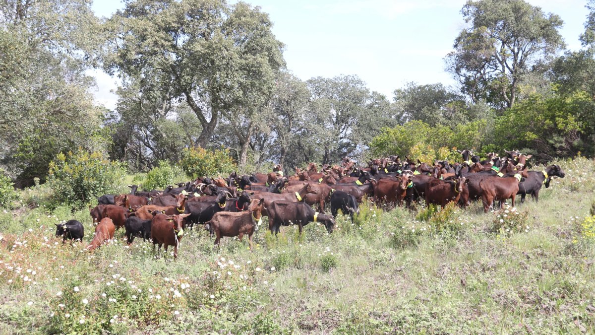 Un ramat de cabres pastura per una zona de les Gavarres per netejar el bosc i prevenir incendis forestals.