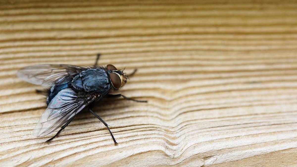 Imatge d'arxiu d'una mosca.