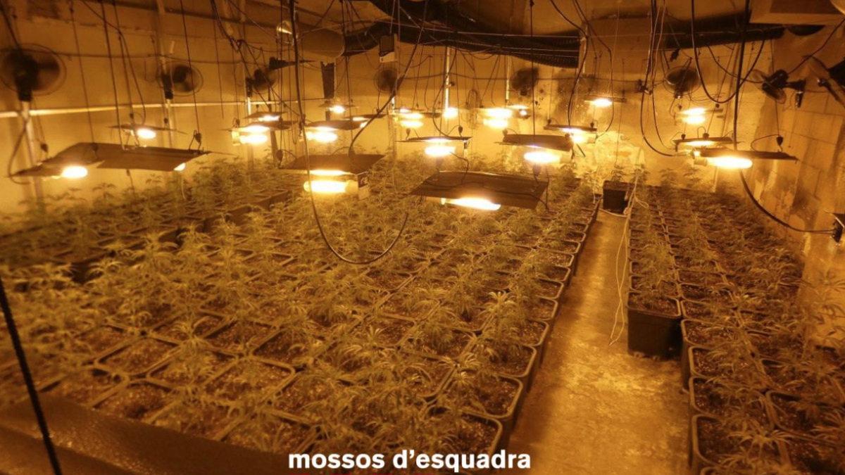 Imatge de la plantació de marihuana desmantellada a Ulldecona.